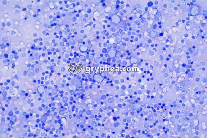 Frottis de rate x100b - gryphea.com